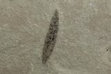 Fossil Insect (Crane Flies & Beetles) Plate - Utah #377172-5